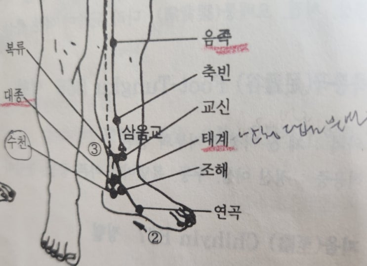 당뇨에 좋은 혈자리, 혈당 조절 경혈점 14자리 : 네이버 블로그