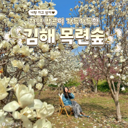김해 목련숲 하얀 팝콘이 가득한 숨겨진 꽃 명소