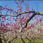 해남 - 보해 매실농원의 매화꽃 만발한 봄날 풍경