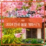 2024 전국 봄꽃 개화시기 (개나리 진달래 벚꽃) 전남 꽃 축제 안내