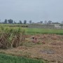인도 생활) 구르가온, 델리 여행 _ 인도의 들판에 아름답게 펼쳐진 사탕수수 풍경, 생산량과 쓰임새 🍃