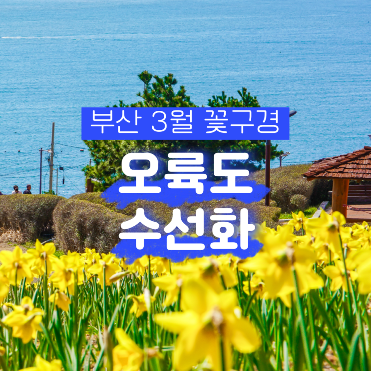 부산 꽃구경 오륙도 수선화 해맞이공원 3월 개화상황