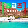 멕시코 라파즈 물댕댕이 다이빙 투어 모집 [24년 추석연휴]