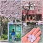 봄에 꼭 가야할 제주도벚꽃 명소: 신산공원 전농로벚꽃 효돈마을벚꽃 감사공묘역겹벚꽃