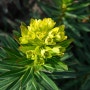 국립수목원, 3월의 정원식물 ‘암대극’ 선정