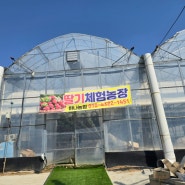 서울근교 아이와 함께 가기좋은 양주 딸기체험! 하나농원 딸기체험농장!