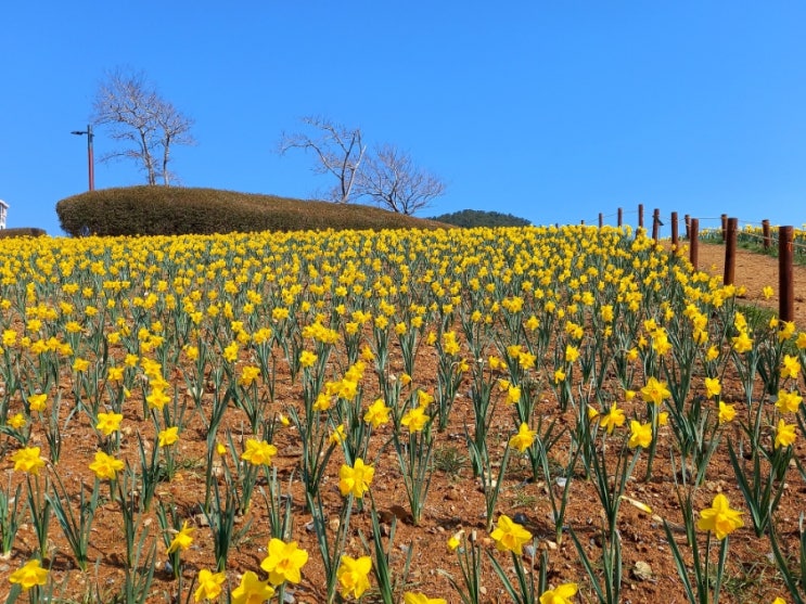 3월 13일 동네 산책.. 오륙도 수선화, 오륙도 해맞이공원