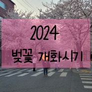 2024년 벚꽃 개화시기, 명소와 군락지