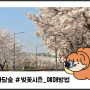 [광주] 화담숲 벚꽃시즌 예약 방법! (+벚꽃 개화시기, 벚꽃 비밀장소)