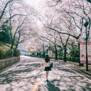 전국에서 벚꽃이 가장 빠르고 예쁜 이월드 블라썸축제 알려드려요!!