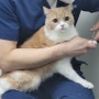 안산 톰과제니 동물병원 : 고양이 동물병원 추천_고양이 종합백신 접종