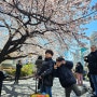 우에노동물원 가는길 우연히 본 도쿄 3월 벚꽃 개화상태