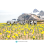 3월 부산 꽃구경 오륙도 수선화 해맞이공원 스카이워크