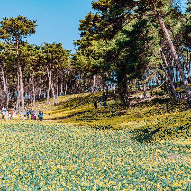 2024 봄꽃축제 충남 서산 유기방가옥 수선화 4월 가볼만한곳