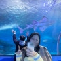 부산 해운대 아쿠아리움 티켓 할인 피딩시간 펭귄 수달 상어 공연