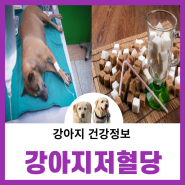 강아지저혈당 새끼 강아지 입양시 주의하세요