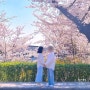서울 벚꽃 명소 추천 남산 둘레길 남산도서관 가는 법 주차 소요시간