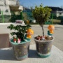 오산 동탄 용인 화성 초등학교 병설유치원 식목일 나무심기프로그램 원예키트 (나무편2탄)