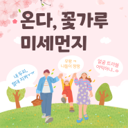 벚꽃, 그리고 봄의 불청객 꽃가루, 미세먼지(아침세안이 필요한 이유)