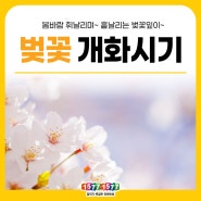 KD정보] 봄봄봄~봄이 왔네요~ 벚꽃 개화시기 알려드려요!