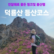 강진 덕룡산 등산코스 진달래 봄꽃산행