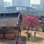 봉은사 홍매화, 봉은사 명상길, 선정릉 (2024.03.14)