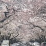 부산 🌸 벚꽃 명소 가볼 만한 곳