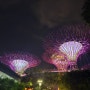 싱가포르 여행 : 야경 투어 스펙트라쇼 & 슈퍼트리쇼