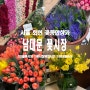 회현 남대문꽃시장 버터플라이 라넌큘러스 가격