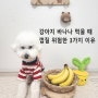 강아지 바나나 먹을 때 껍질 위험한 3가지 이유