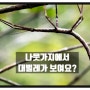 나뭇가지처럼 보이는 대벌레 뜻 영어로 뭐에요? Walking Stick 관련 영문 독해 해석 연습