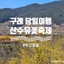 [전남/구례] 부산출발 당일여행 2024년 산수유꽃축제