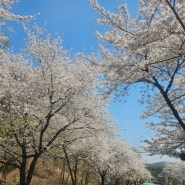 평택 벚꽃 명소 국제대학교 은혜로 벚꽃