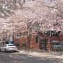 서울 숨은 벚꽃 | 명소 망원동 희우정로 합정역 벚꽃길 (가는 방법, 만개 시기)