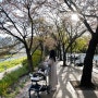충훈부 벚꽃축제 5개월 아기랑 안양천 야외 나들이 기록