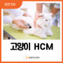 고양이 HCM이란 무엇이고 어떻게 관리하는게 좋을까요?(경기광주 고양이 동물병원)