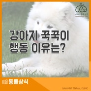 강아지 꾹꾹이 행동, 고양이와는 다른 이유가?!
