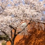 [벚꽃 명소] 용산공원 벚꽃 촬영 답사, 벚꽃이 피면 여기 한 번 가보세요 :)