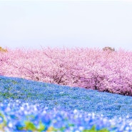 후쿠오카 봄 축제::우미노나카미치 플라워 피크닉 2024