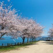 카가와현 인스타그램 봄맞이 이벤트! 벚꽃으로 물든 카가와! 벚꽃놀이 하러 와!
