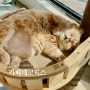범계 고양이 만화카페 카페데코믹스, 내돈내산 주말 이용 솔직 후기