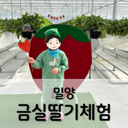 밀양 금실딸기체험 (팜파레 x 베리진심) / 밀양, 부산근교 아이와 가볼만한 곳
