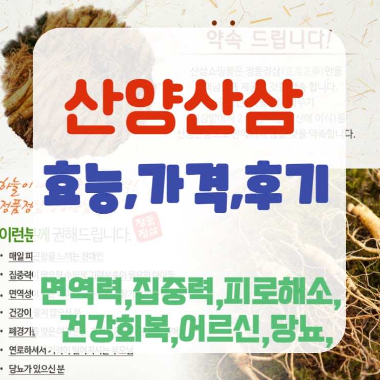 산양산삼과 산삼의 차이 효능 가격 산삼라이프 : 네이버 블로그