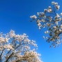가평 벚꽃 명소 6 개화 시기 2024 전국 개화지도