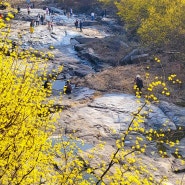 구례 산수유마을 현천마을 반곡마을은 산수유 개화시기 꽃 축제 기간