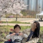 2024 벚꽃 개화 시기 경남권 벚꽃 명소 울산 부산 경주