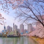 2024 잠실 석촌호수 벚꽃축제 기본정보 주차 둘레길 인생샷 스팟