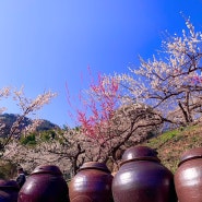 광양 매화축제 매화마을 꽃 사진 포토존
