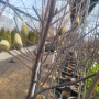 3월 15일 아름다운 갤러리 나무 소식