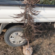 Juniperus horizontalis `Jade River`